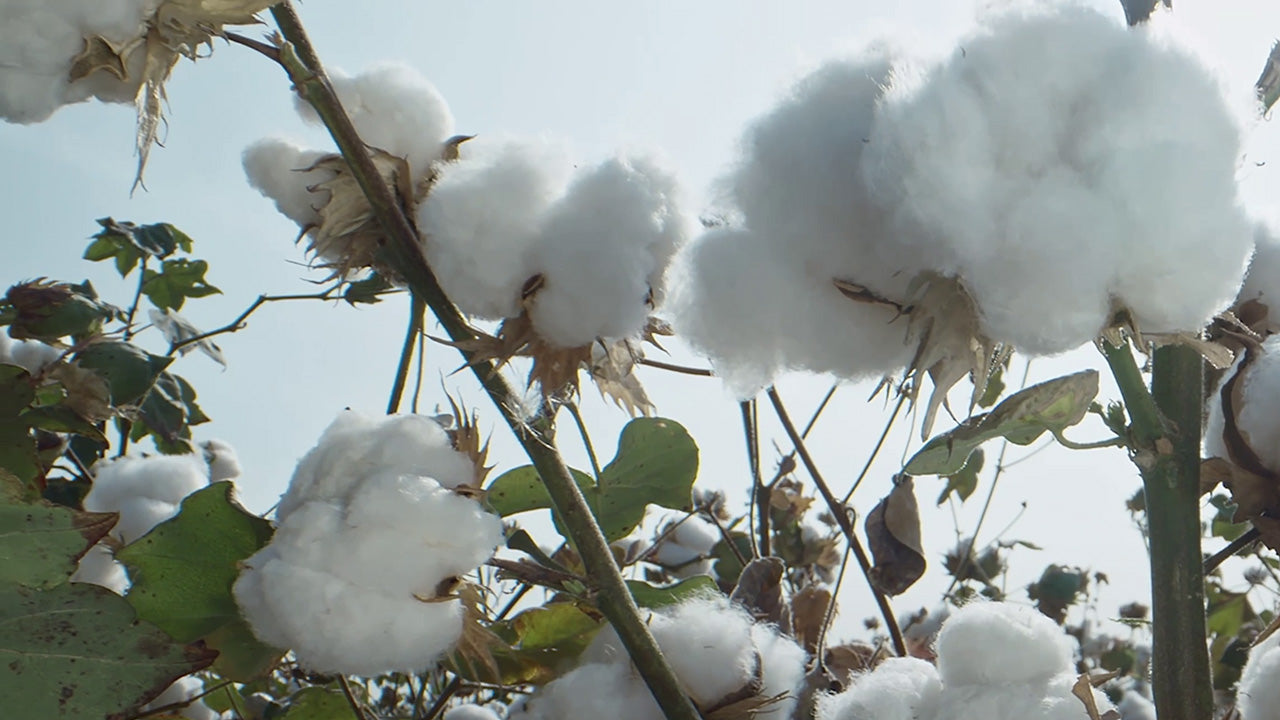 Turkish Cotton Plant